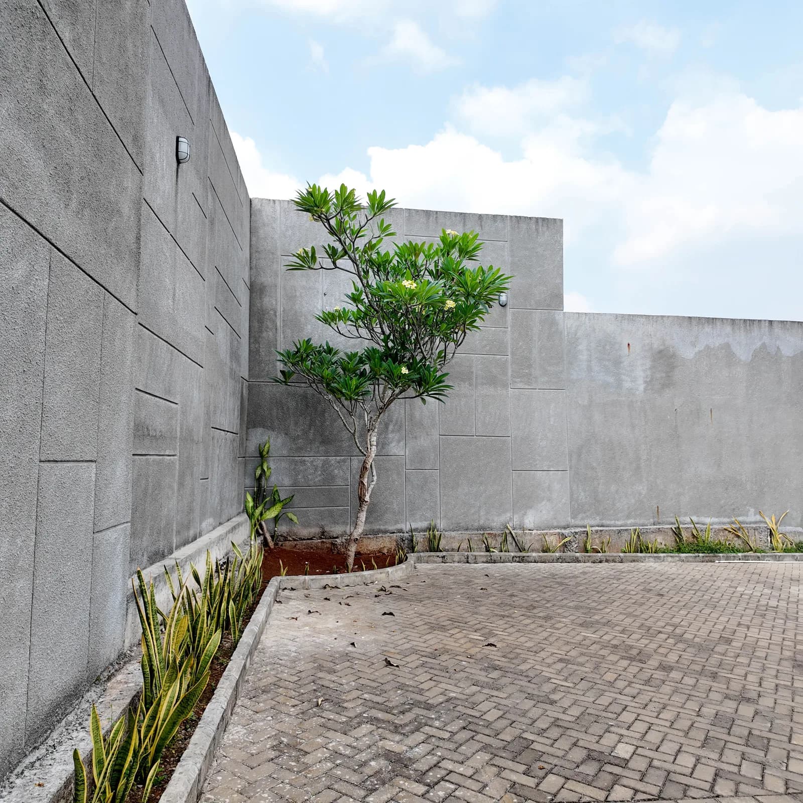 Photograph of a flowering frangipani in a planting strip, snake plants along the kerb and a herringbone paver lane